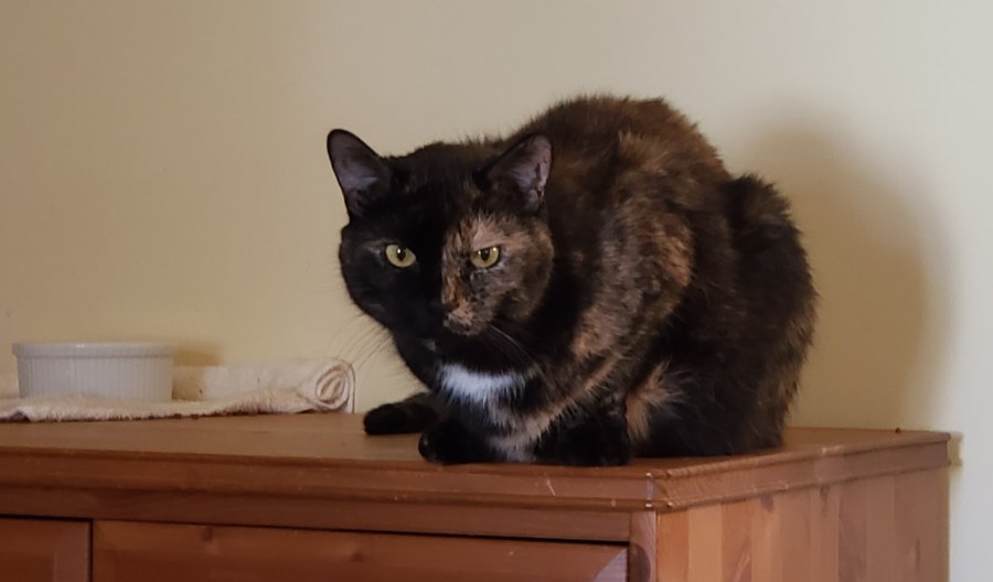 Lily, a black and orange tortie cat, sitting on the dresser, judging me harshly