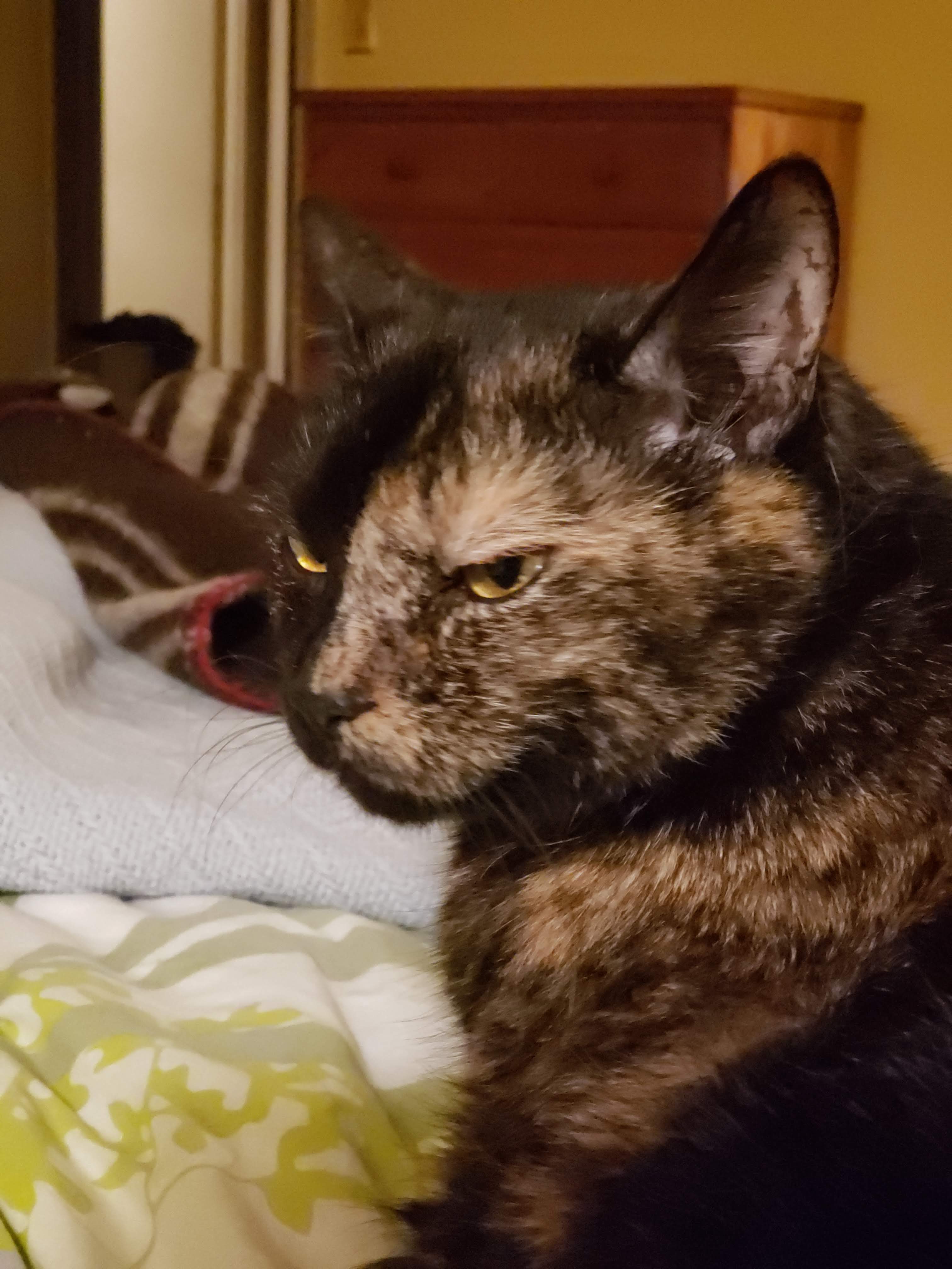 Headshot of Lily, a black and orange tortie cat, looking very judgemental