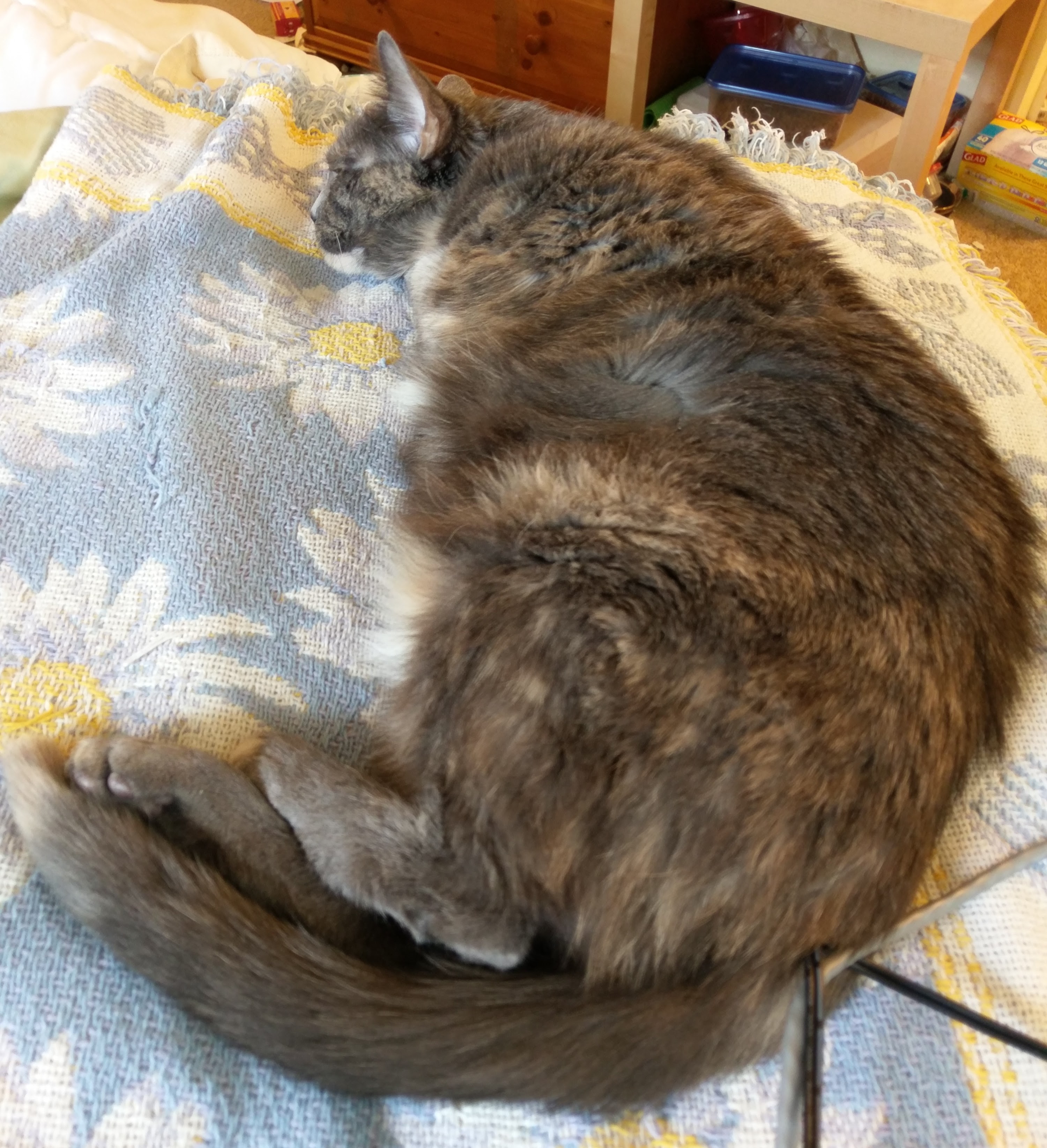 Carmen, a blue cream tortie cat curled up on a daisy blanket