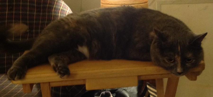Carmen, a blue grey tortie cat, lounging on a TV tray