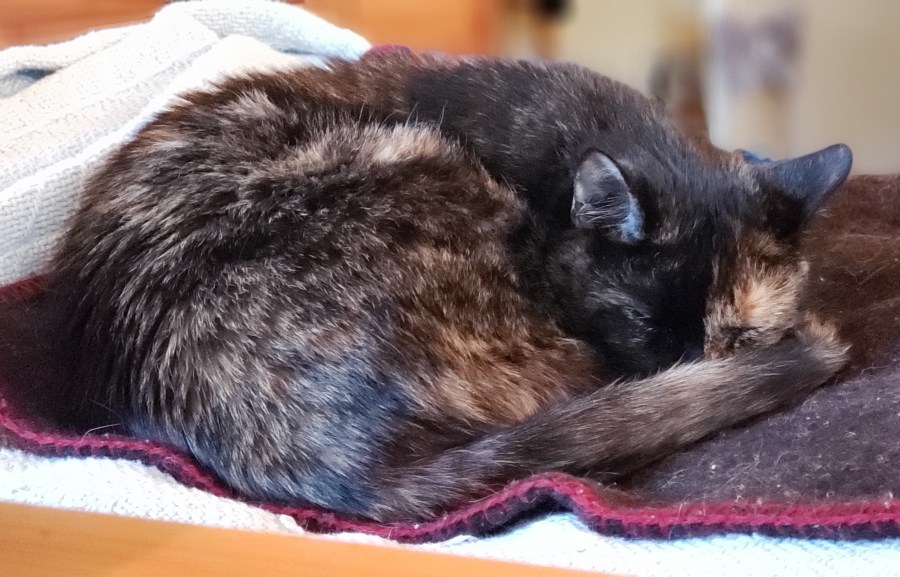 Lily, a black & orange tortie cat, curled up asleep with her tail over her noise