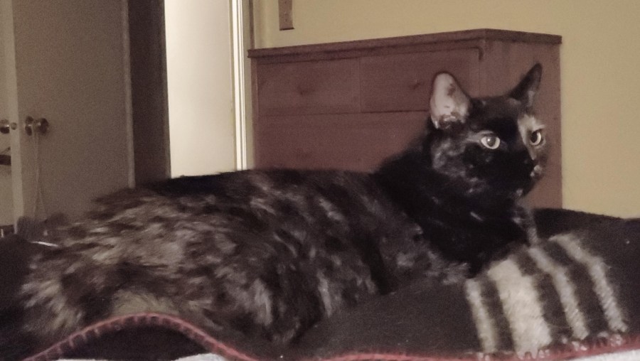 Lily, a black and orange tortie cat, lounging on the bed
