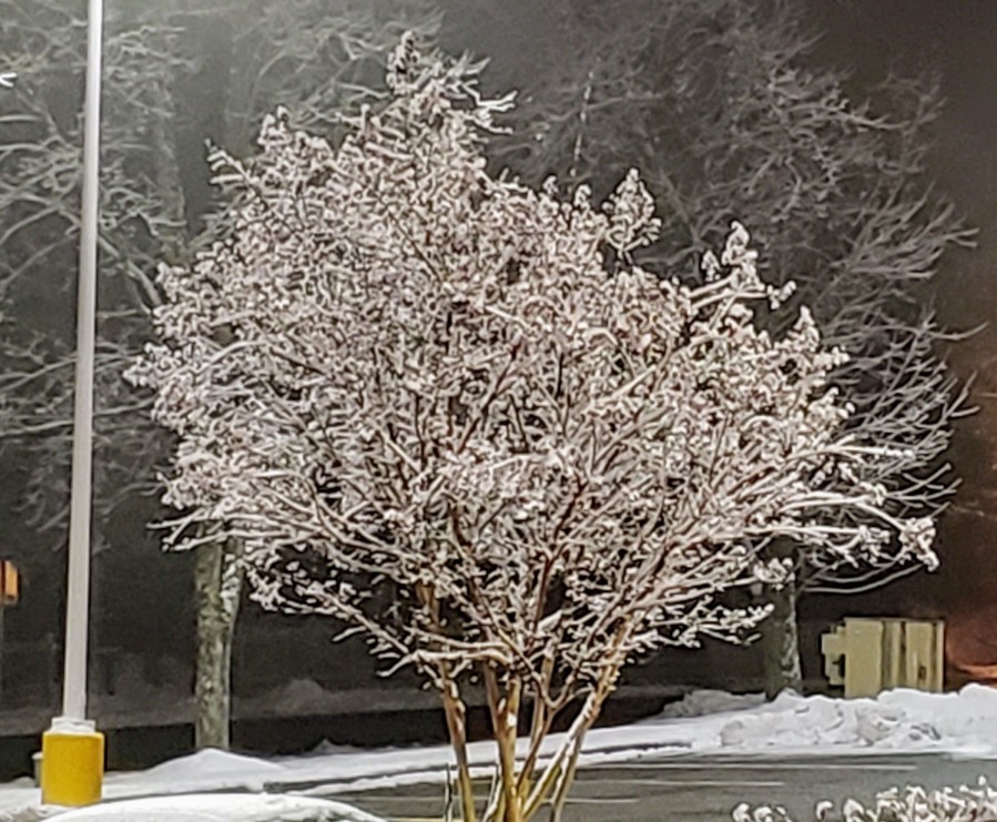 A shot of an ice covered tree
