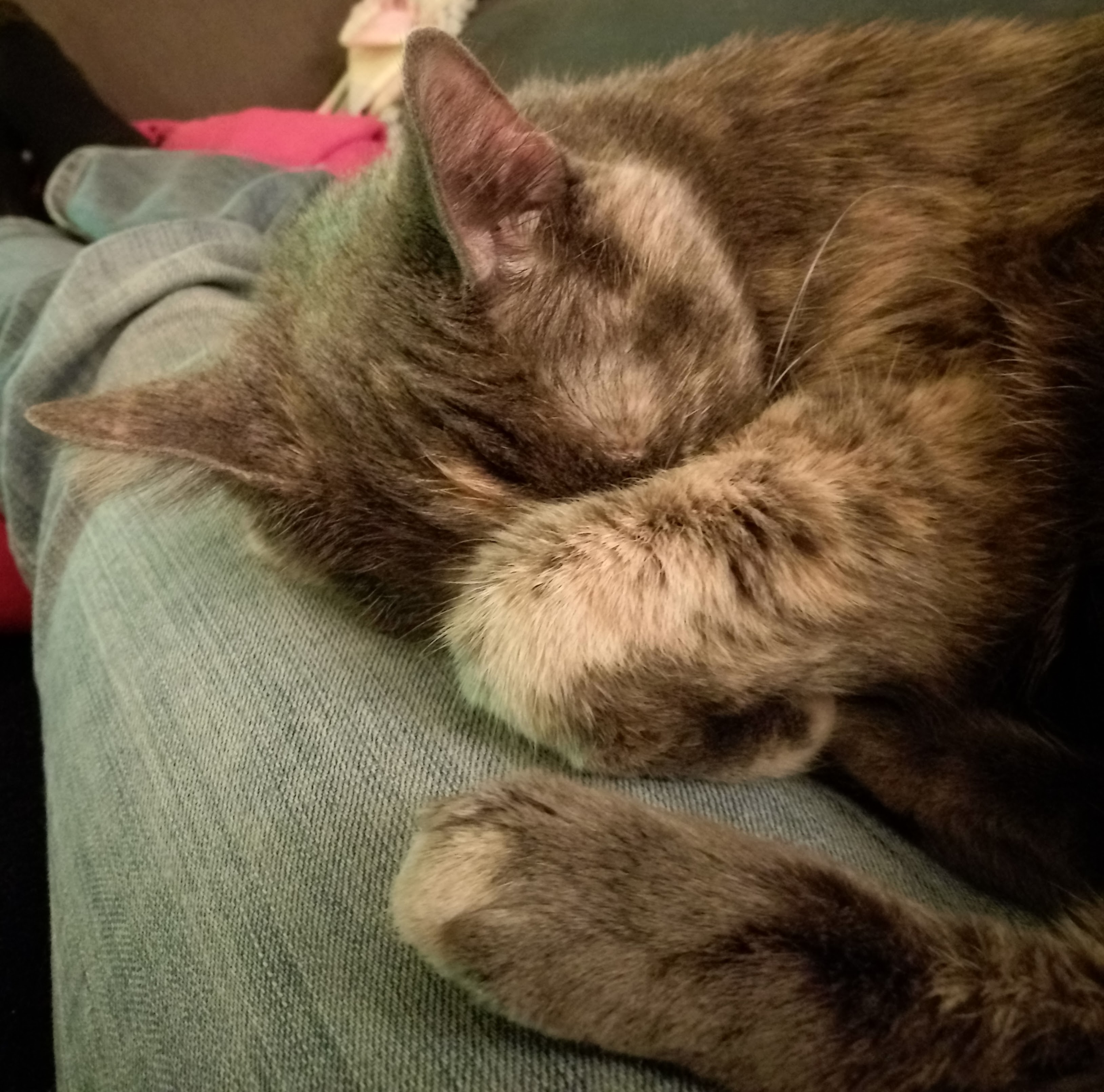 Carmen, a blue-cream tortie cat, sleeping on my lap with her paw over her face