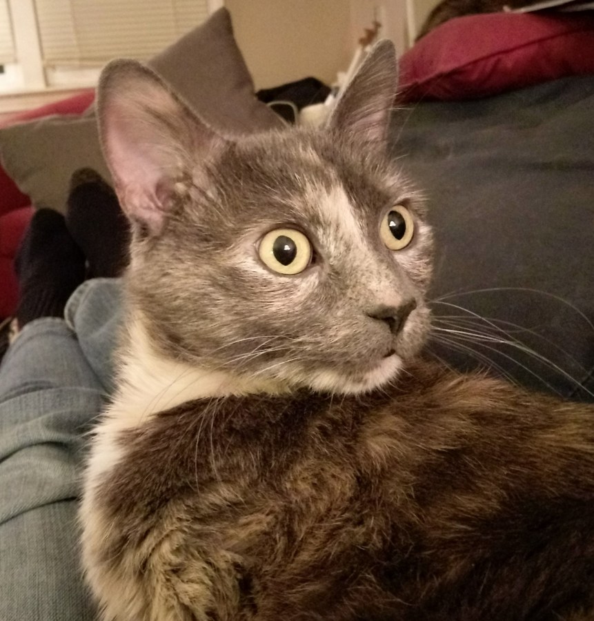 Carmen, a blue-cream tortie cat, looking intently at something