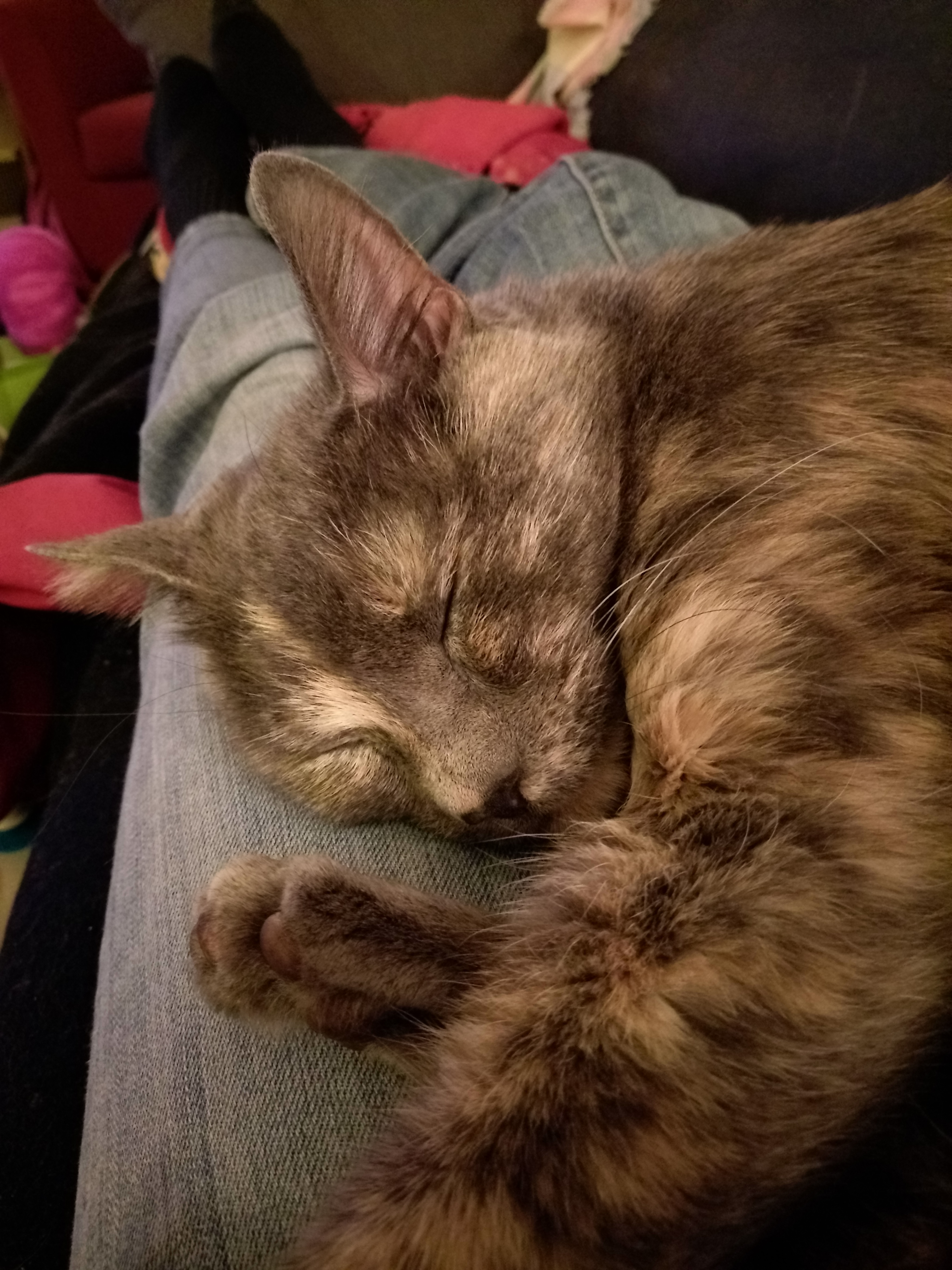 Carmen, a blue-cream tortie cat, sleeping on my lap