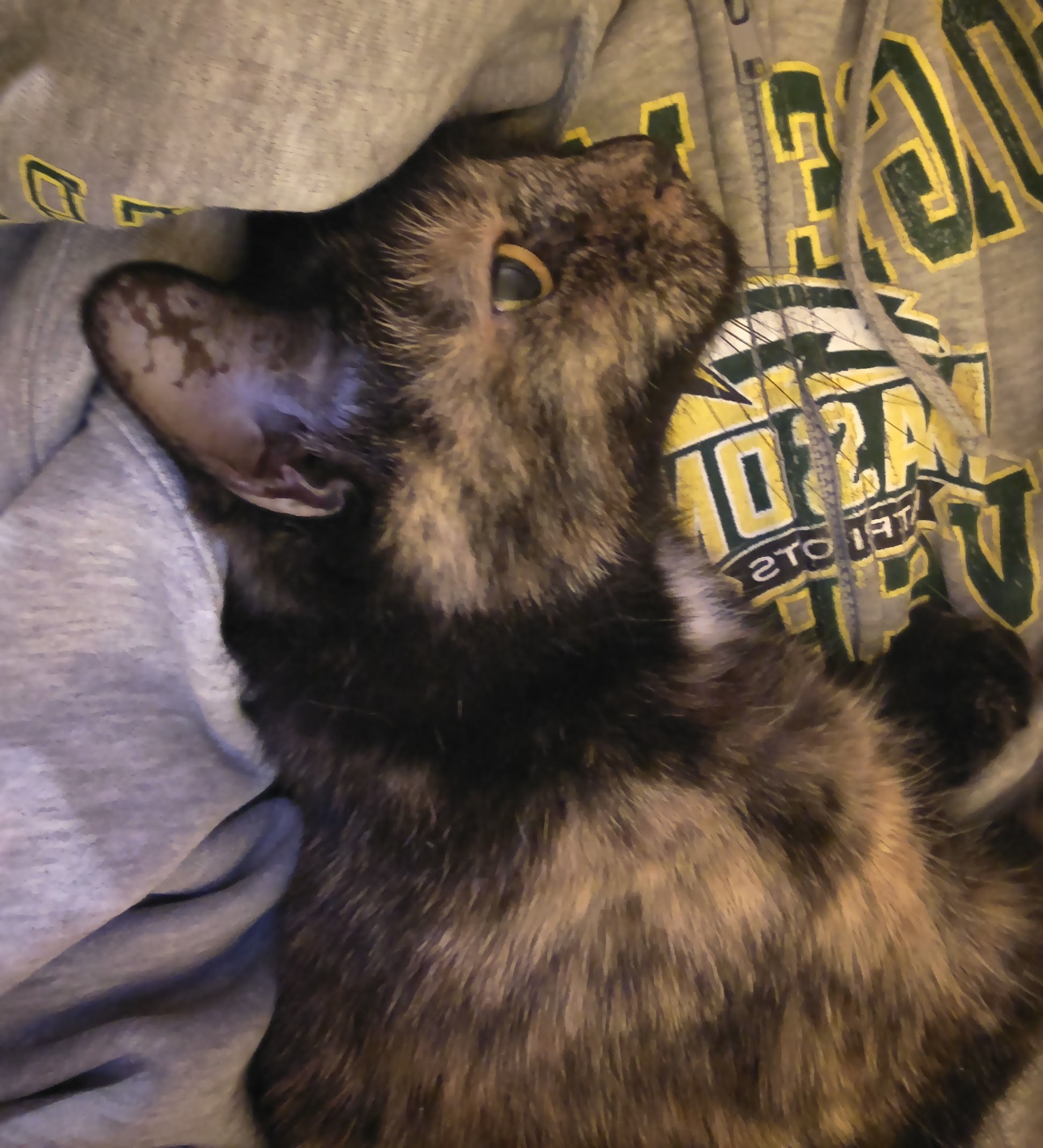 Lily, a black & orange tortie cat, snuggled on my chest