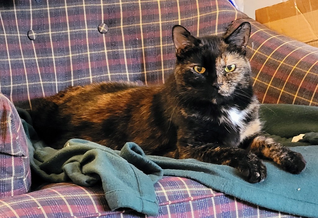 Lily, a black & orange tortie cat, lounging on a chair