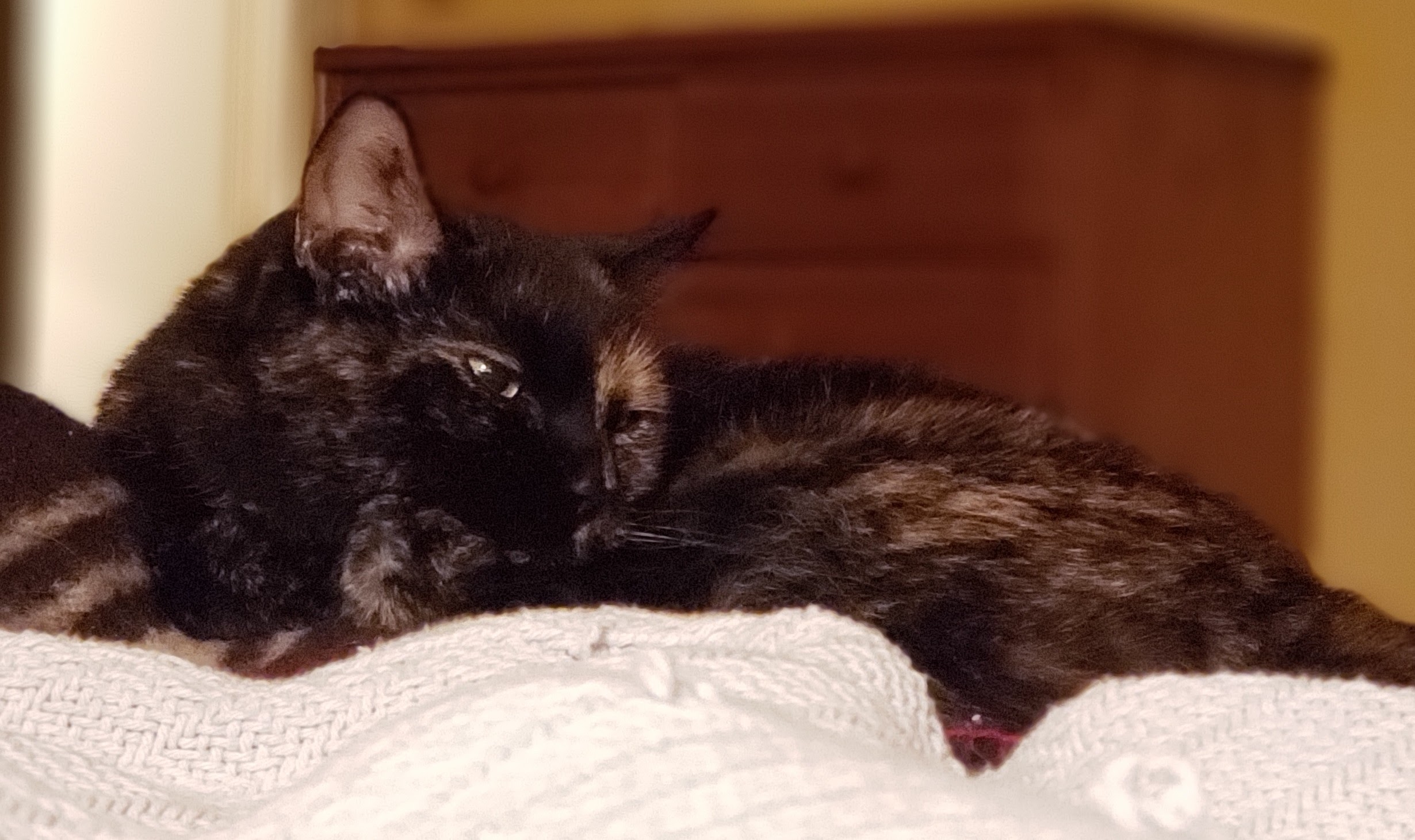 Lily, a black and orange tortie cat, curled up on a wool blanket