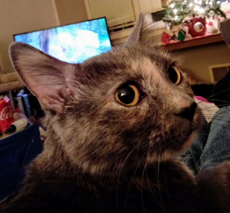 Headshot of Carmen, a blue cream tortie cat