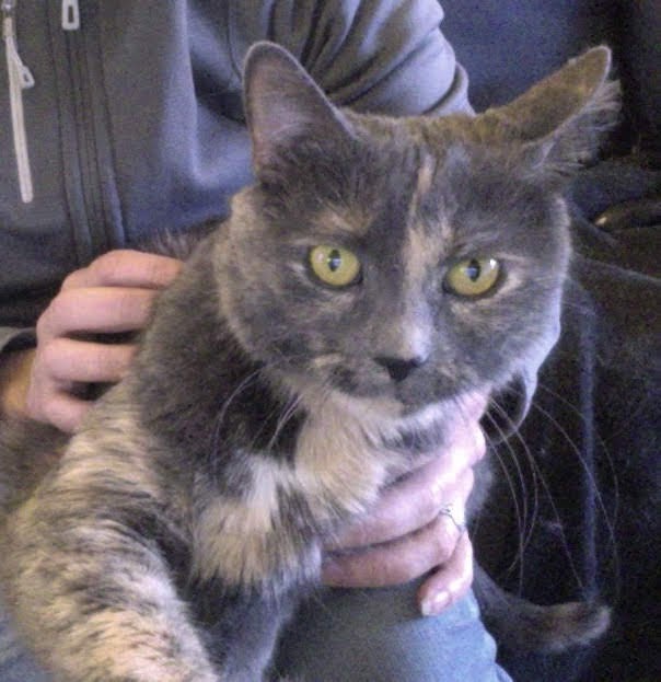 Carmen, a blue cream tortie sitting on my lap