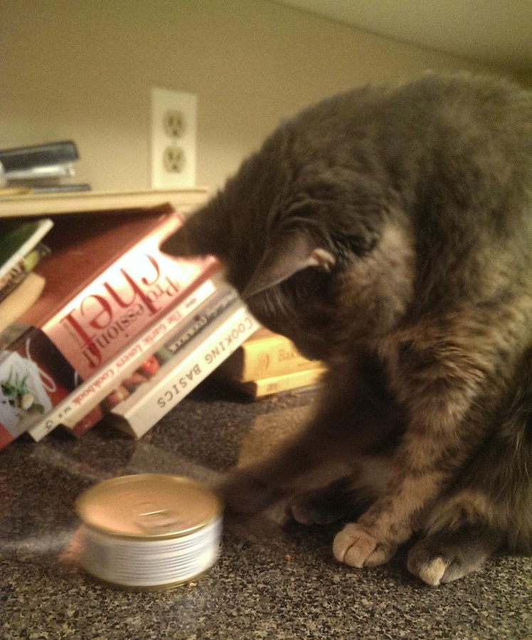 Carmen, a blue-cream tortie cat, shuffling a cat food can across the counter