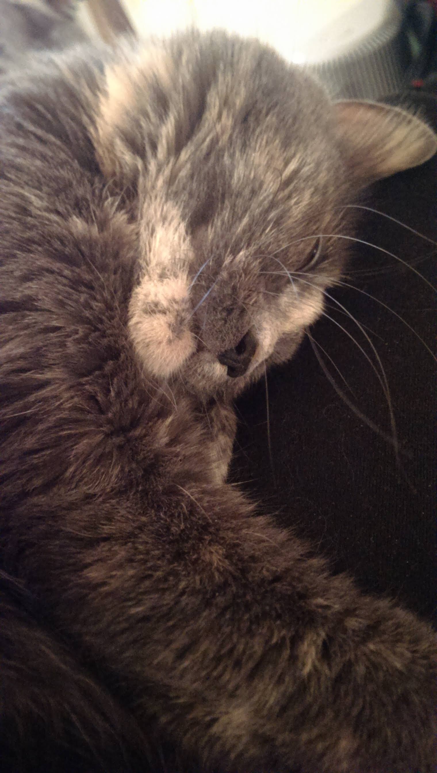 Carmen, a blue cream tortie cat, sleeping on my lap