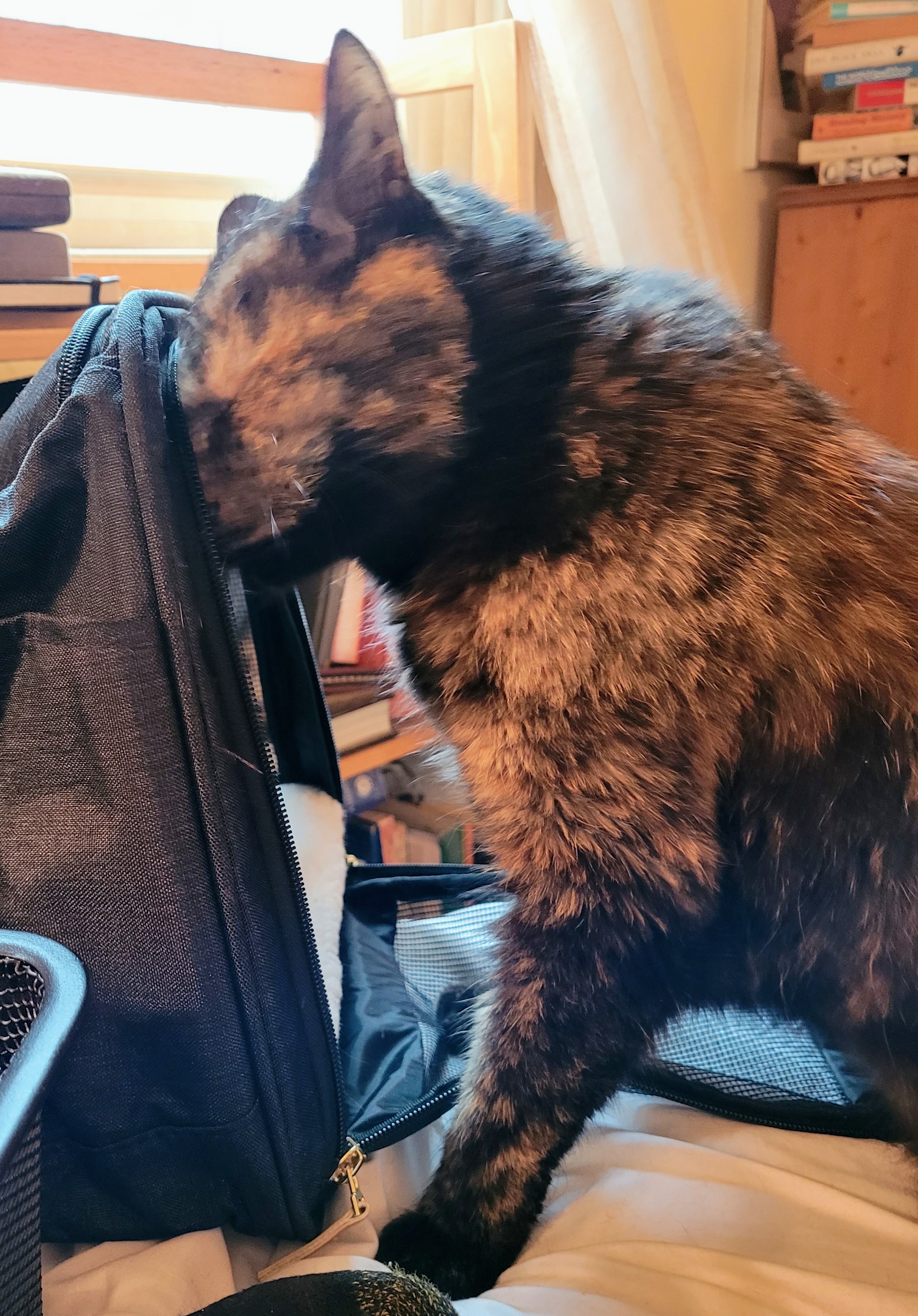 Lily, a black and orange tortie cat, smushing her head against her carrier