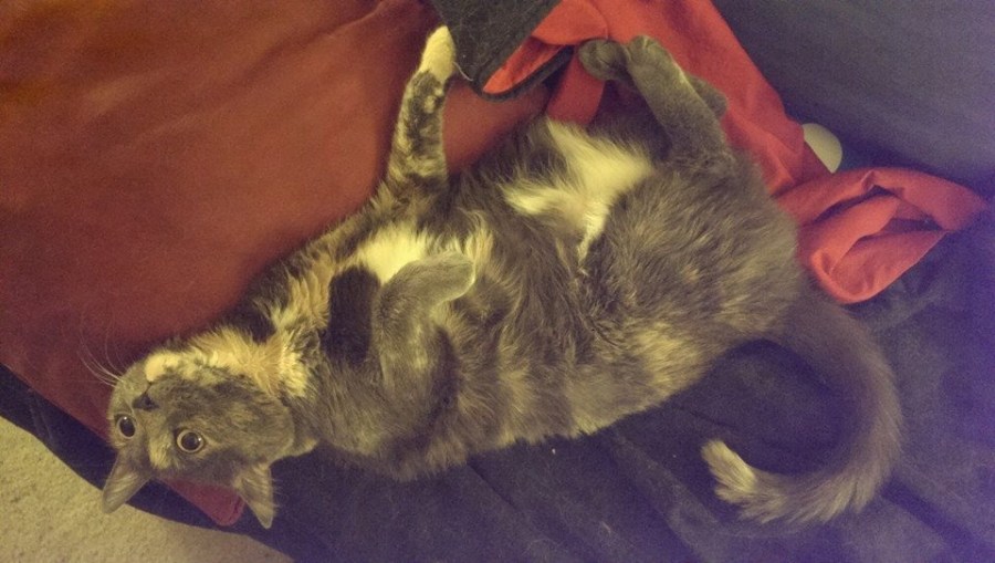 Carmen, a blue cream tortie cat, laying upside down on the couch