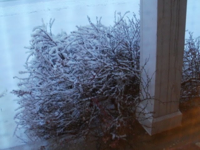 A snow and ice covered bush