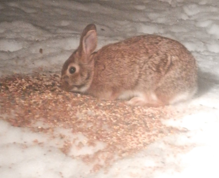 A rabbit eating seed on snow