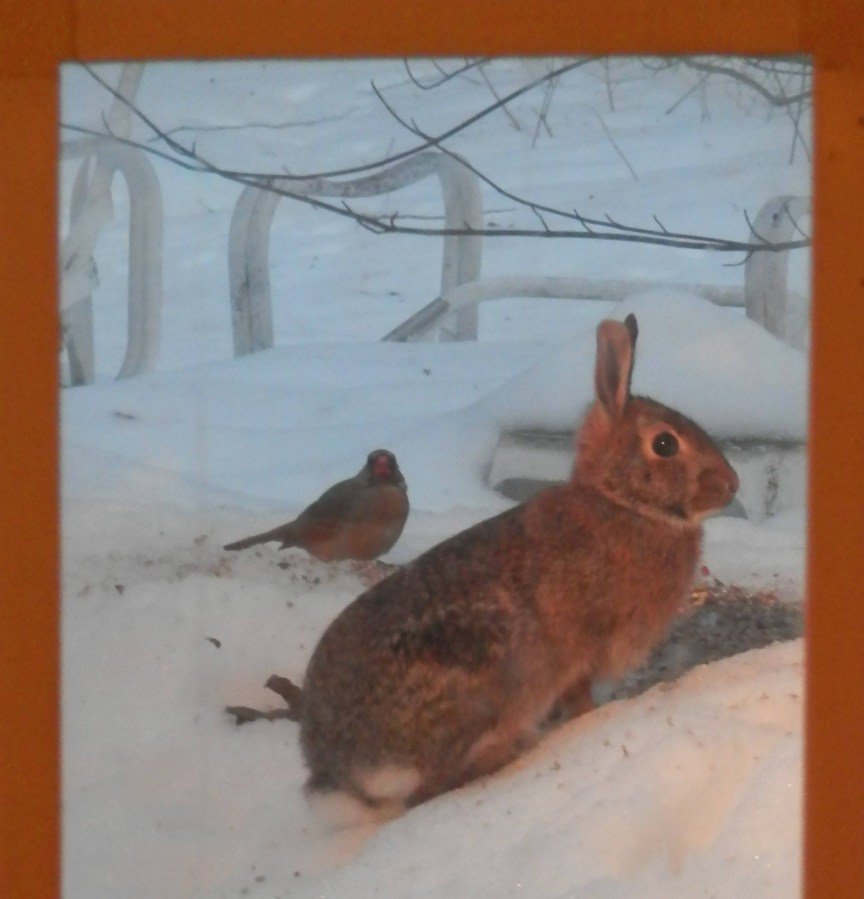 A rabbit and a lady cardinal eating seed on snow