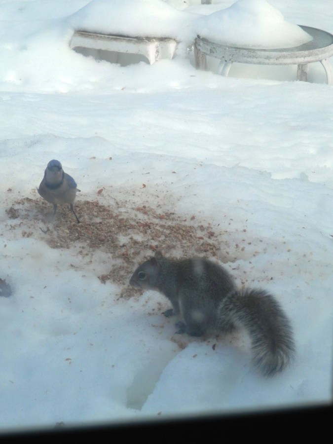 A squirrel and a bluejay eating seed on snow