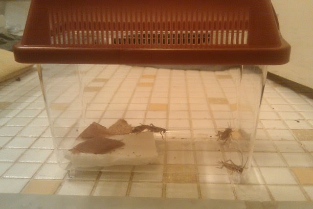 A box with crickets in it