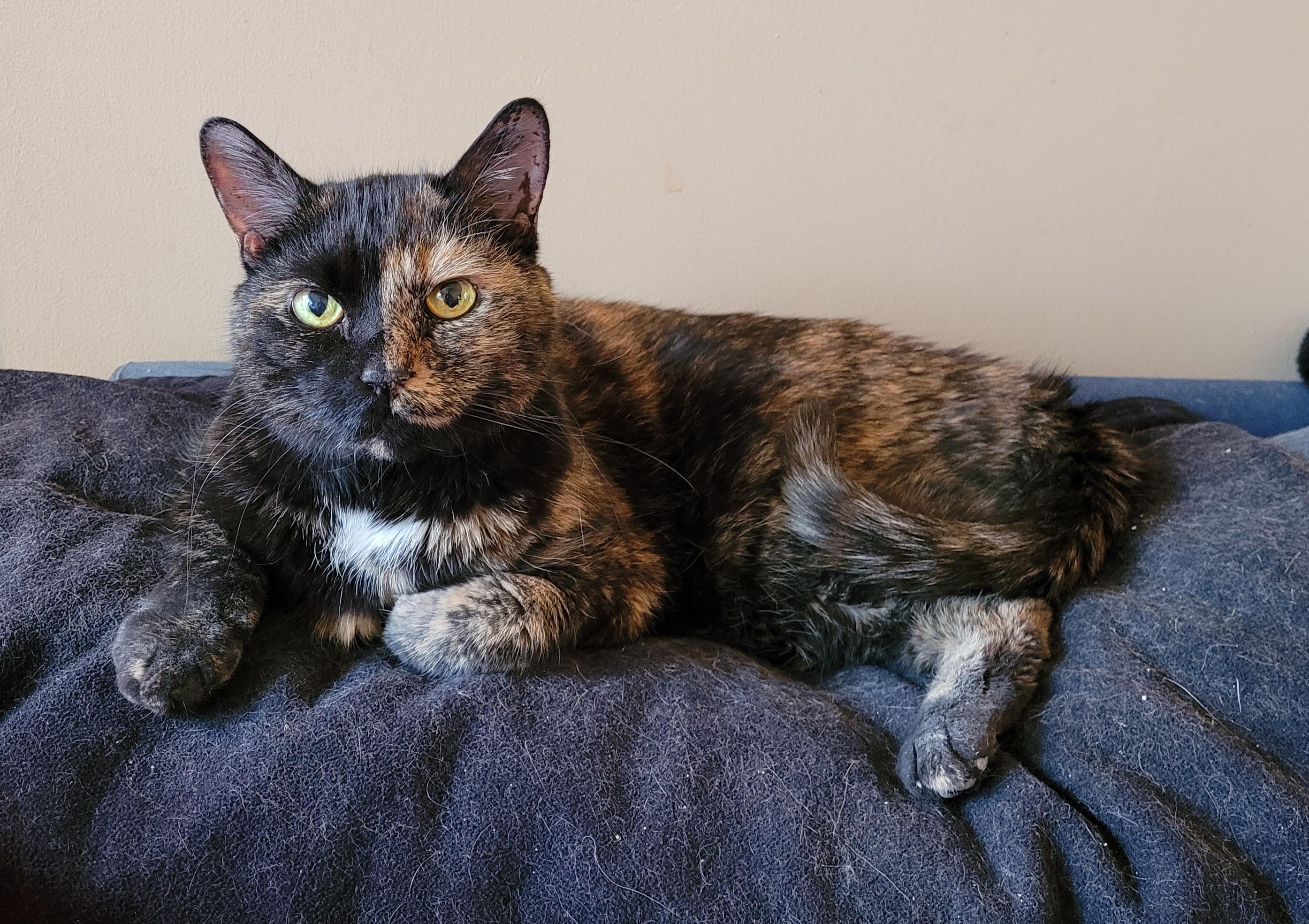 Lily, a black and orange tortie cat, laying on the back of the sofa