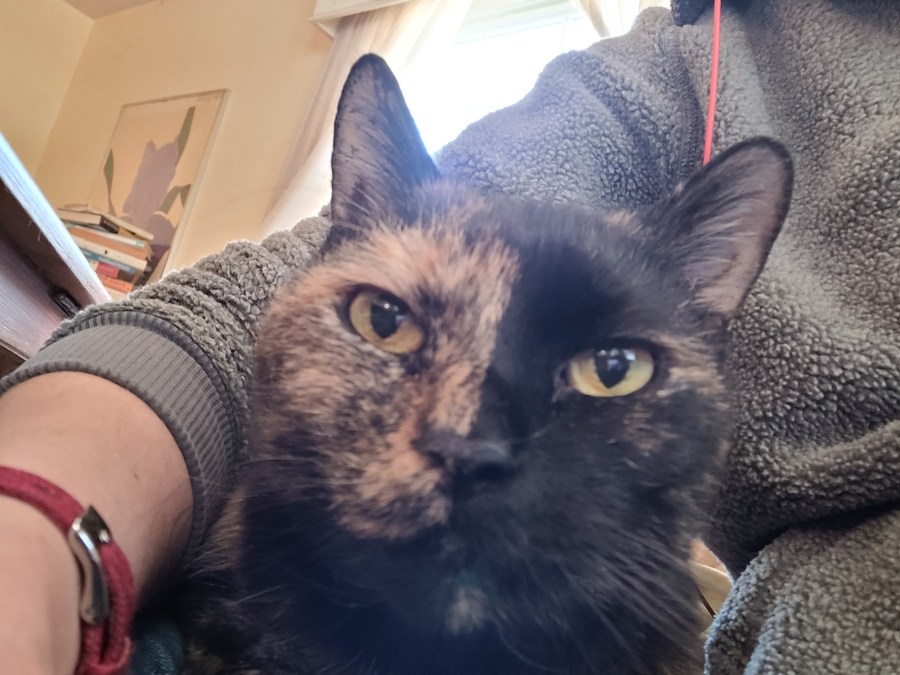 Headshot of Lily, a black and orange tortie cat