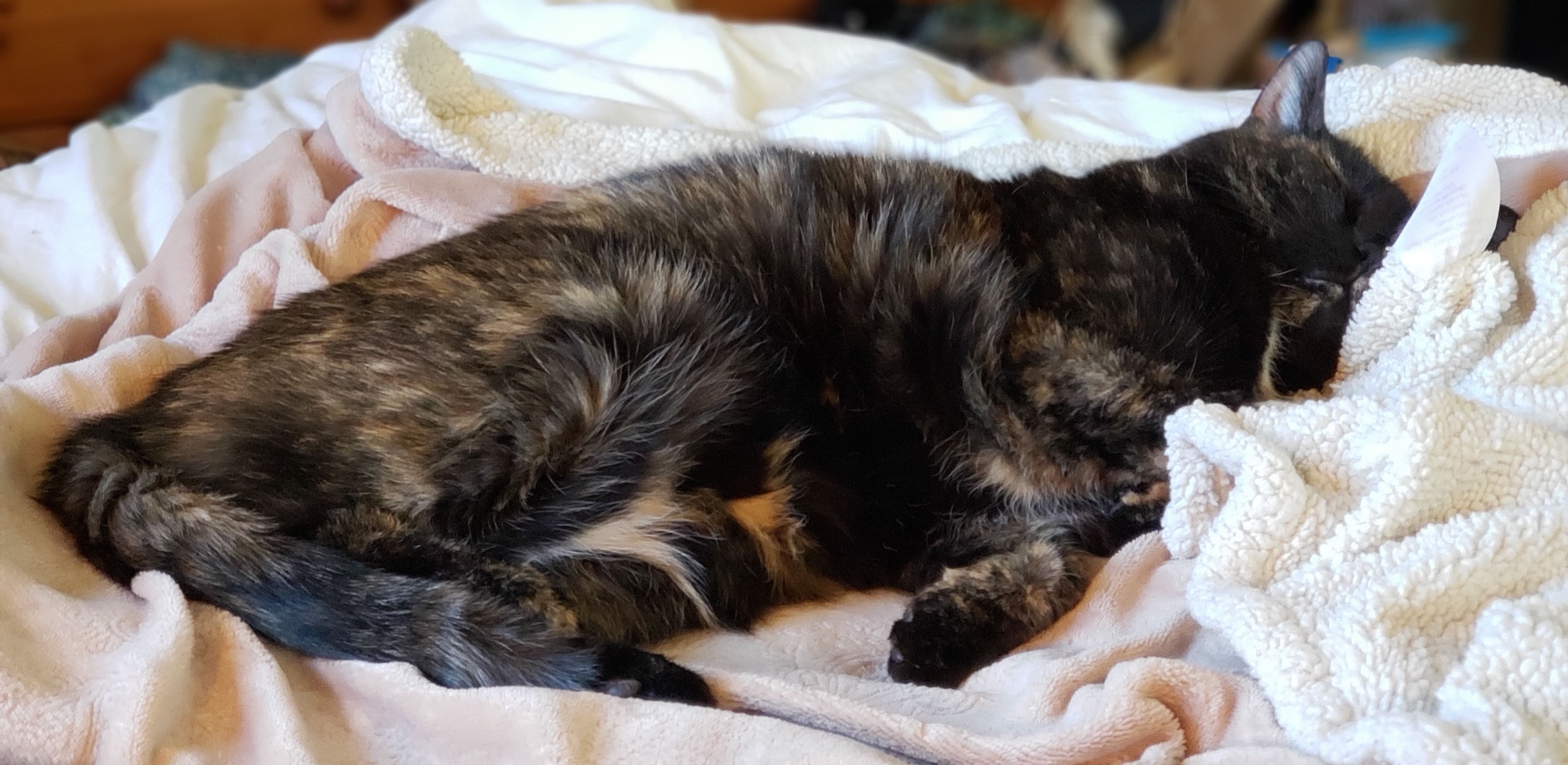 Lily, a black and orange tortie cat, sleeping on a fleece blanket.