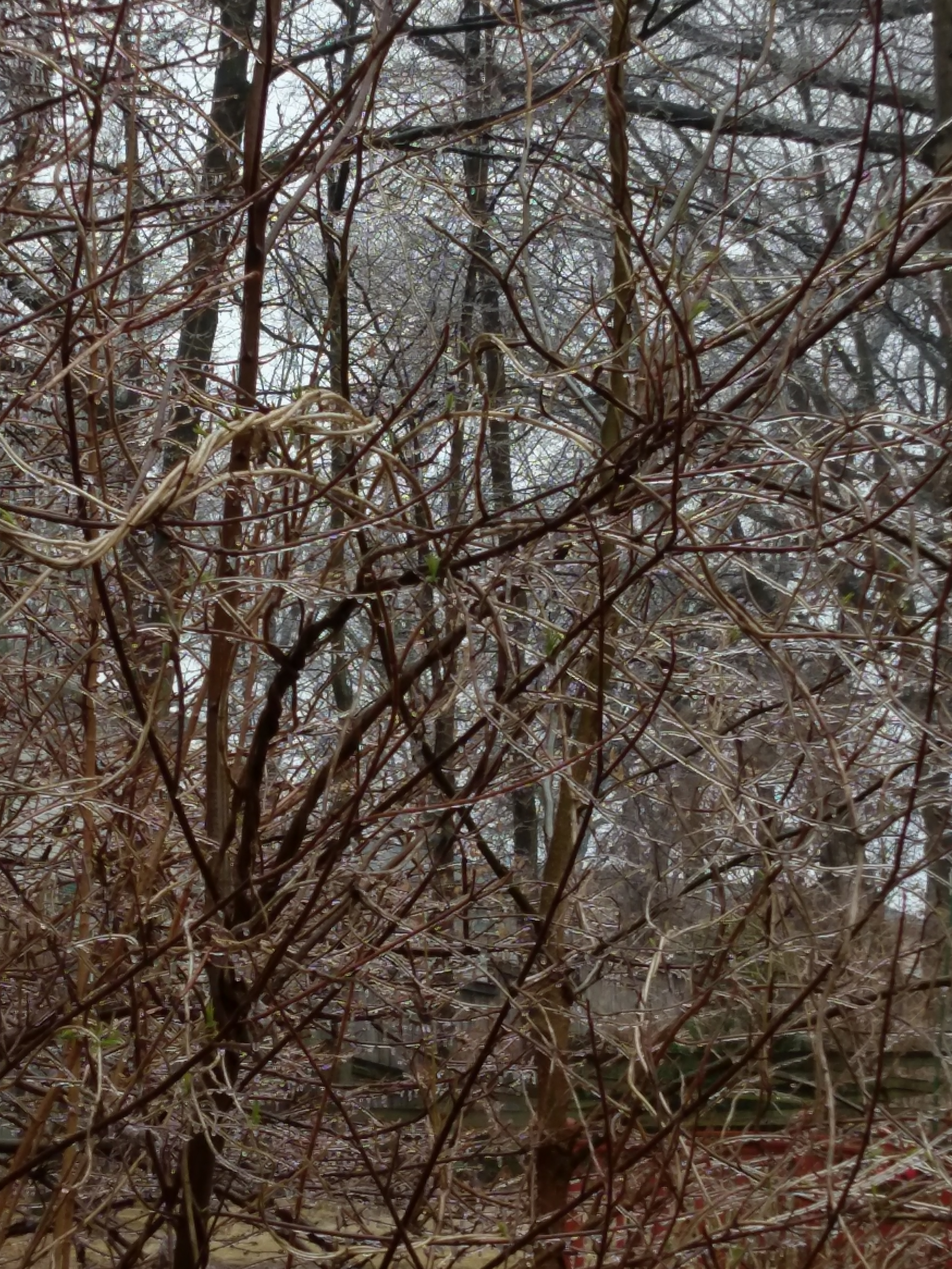 Ice covered tree branches