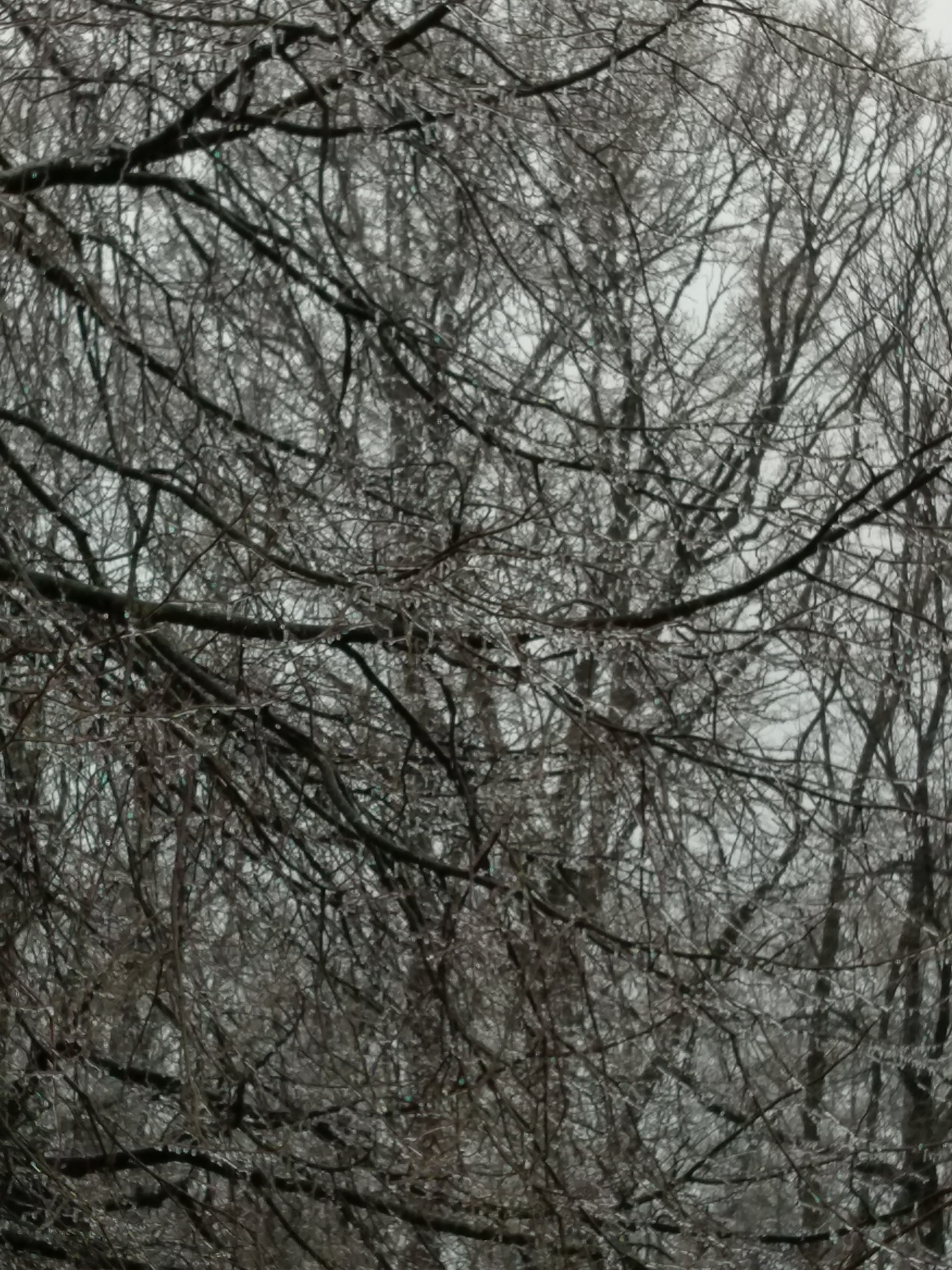 Ice covered tree branches
