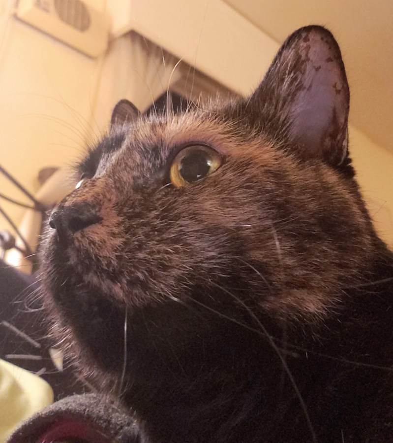 Headshot of Lily, a black and orange tortie cat