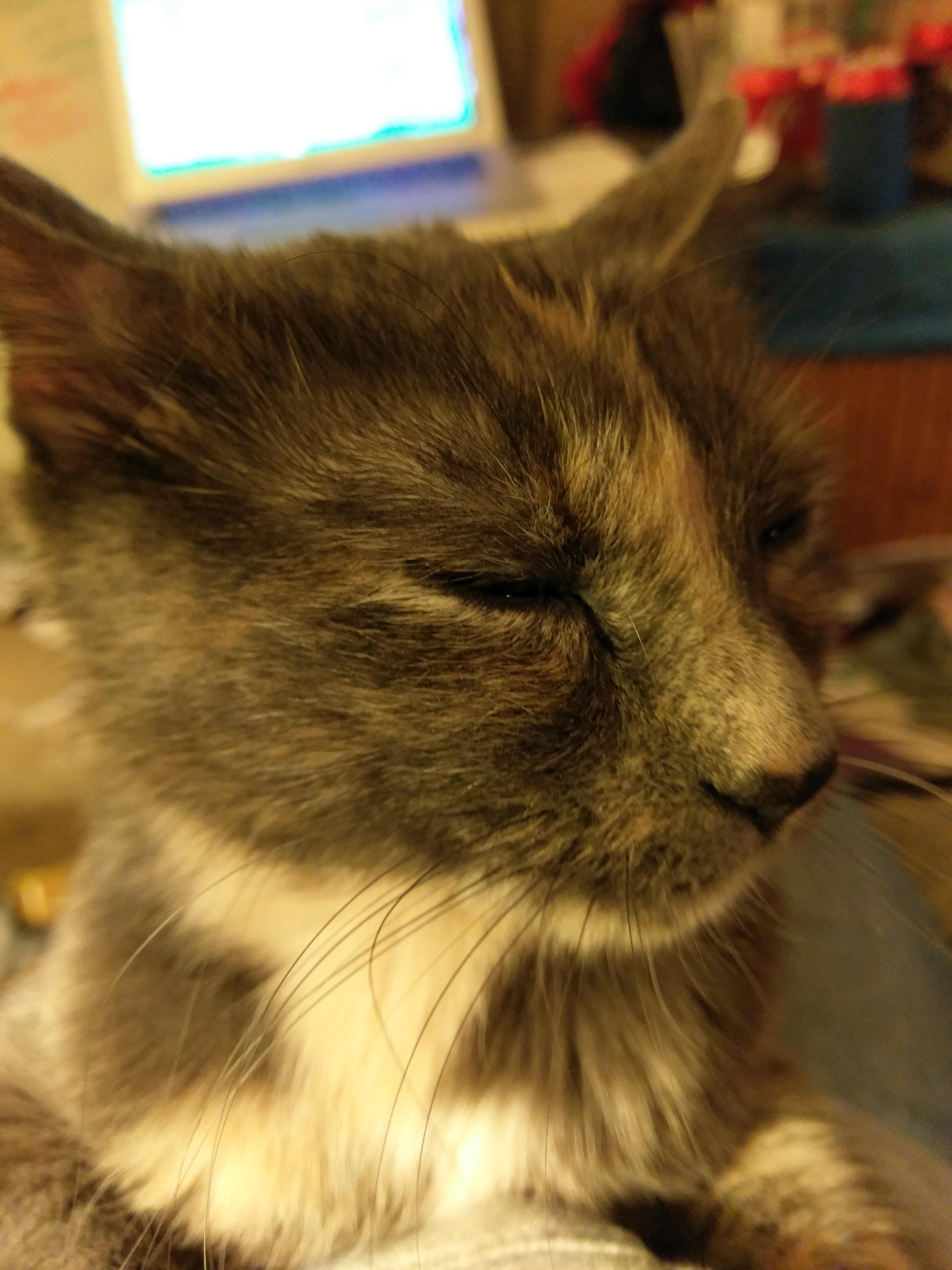Headshot of Carmen, a blue-cream tortie cat, with her eyes closed.