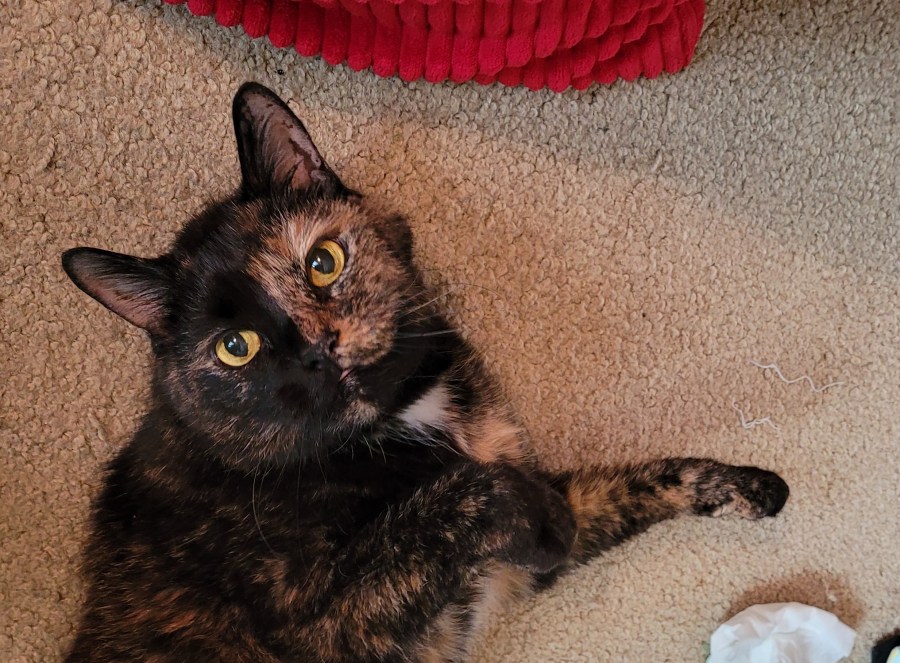 Headshot of Lily, a black & orange tortie cat, laying on the floor