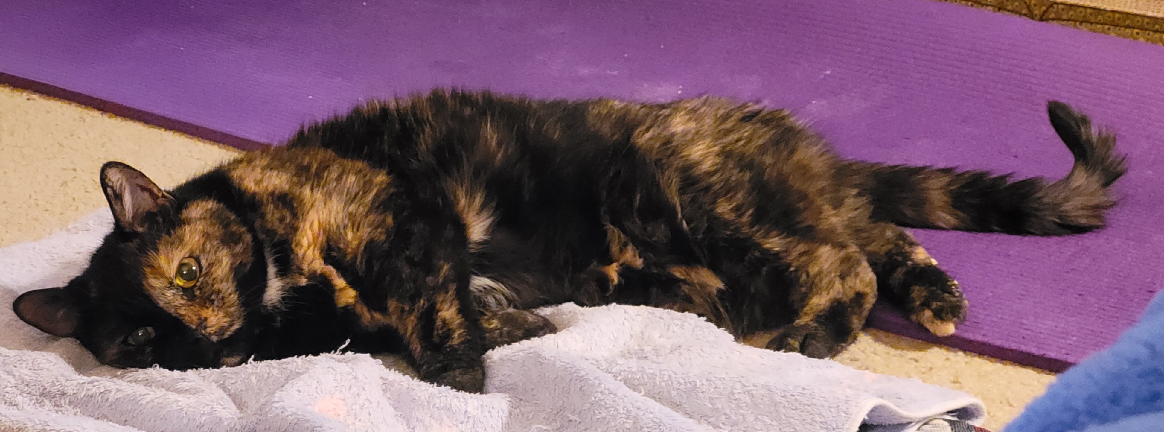 Lily, a black and orange tortie cat, laying on a towel