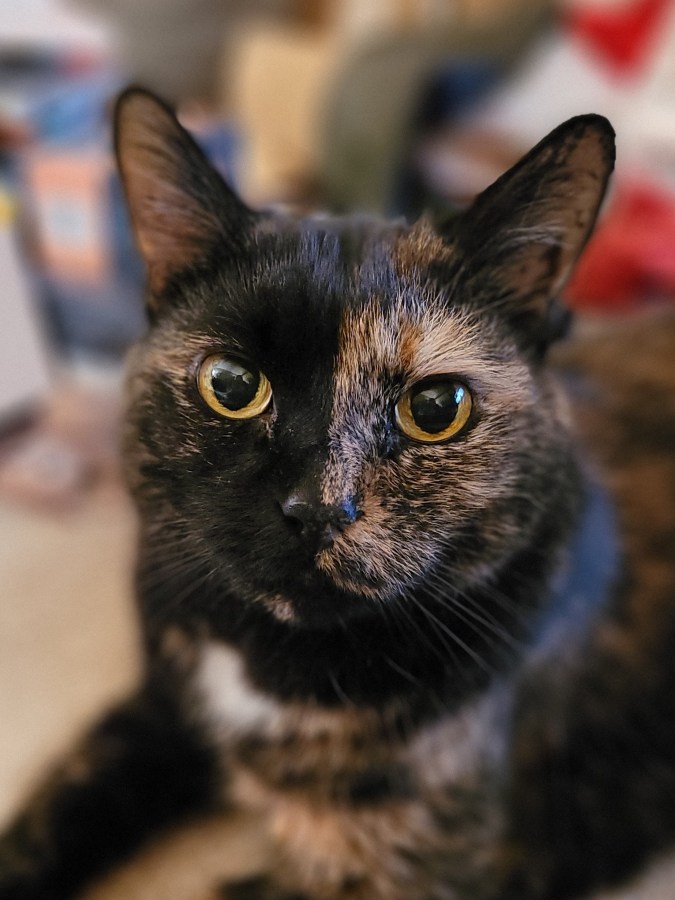 Headshot of Lily, a black & orange tortie cat