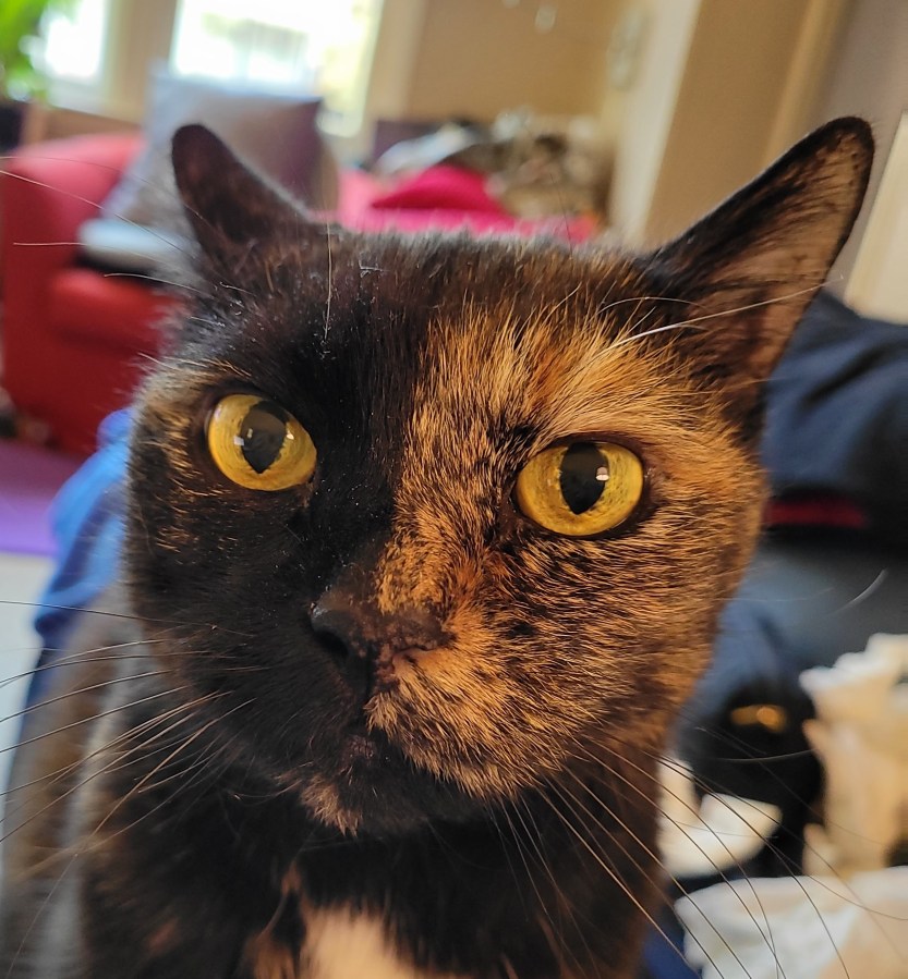 Headshot of Lily, a black & orange tortie cat, wondering why I have not given her cheese yet