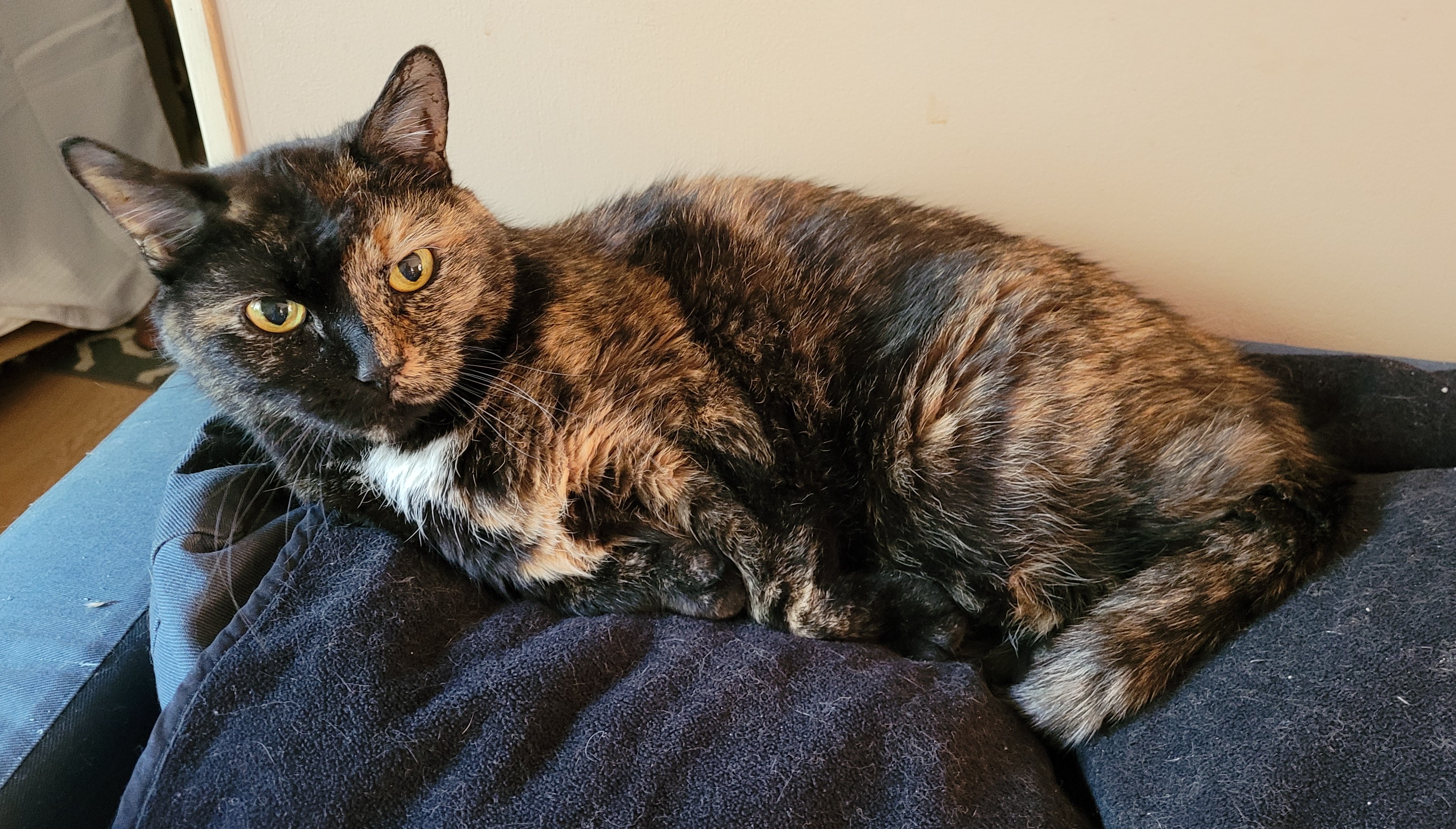Lily, a black and orange tortie cat, looking slightly annoyed at the paparazzi