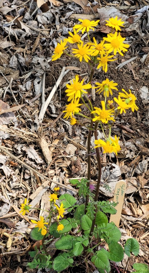 Small yellow daisies