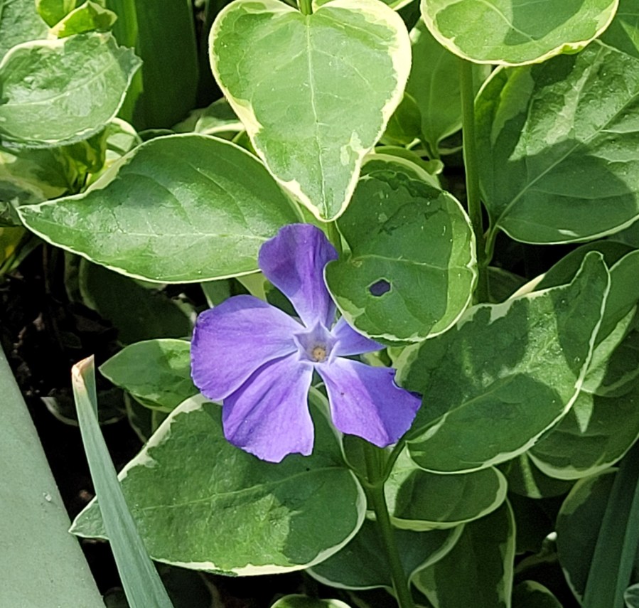 Purple clematis flower