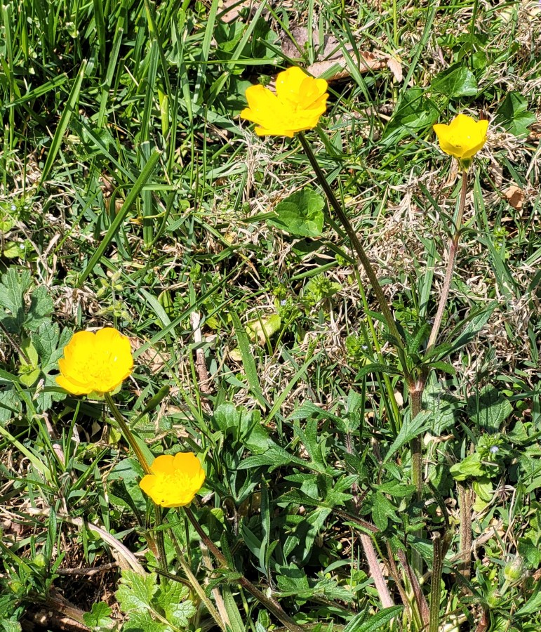 Yellow buttercups