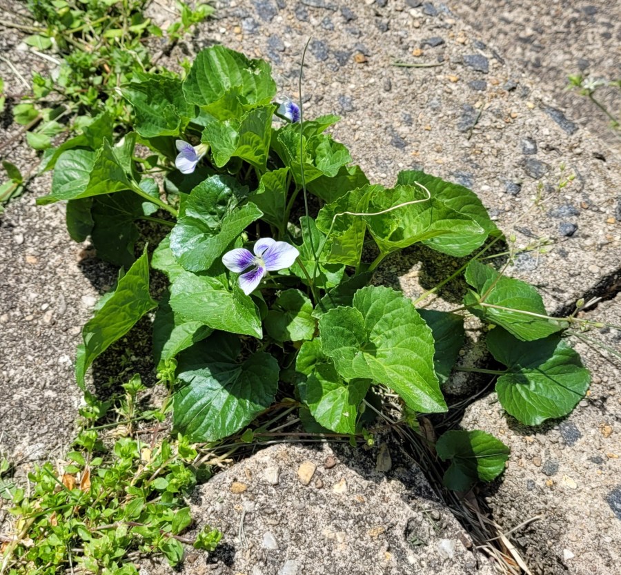 Small purple and white violets growing out of a seam in the sidewalk