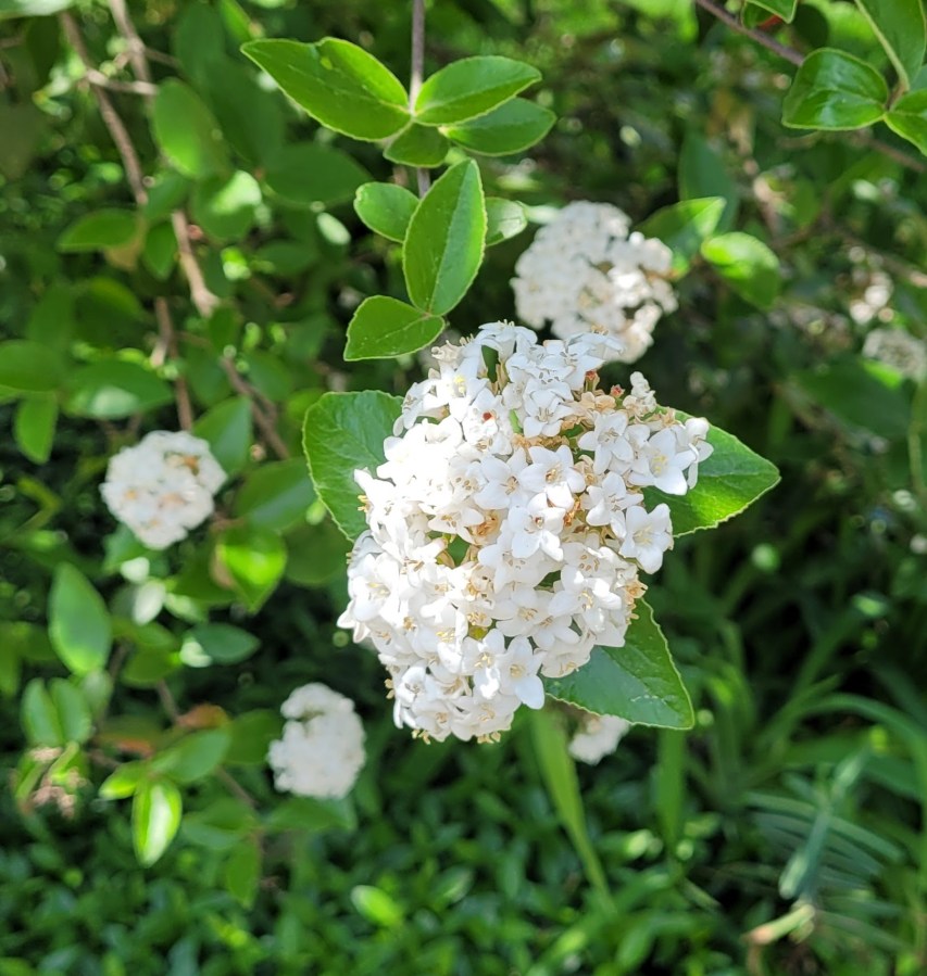 Small white flowers on a bush