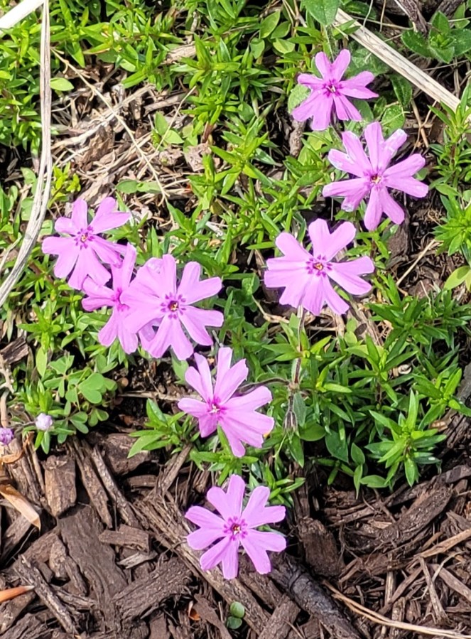 Small light purple flowers