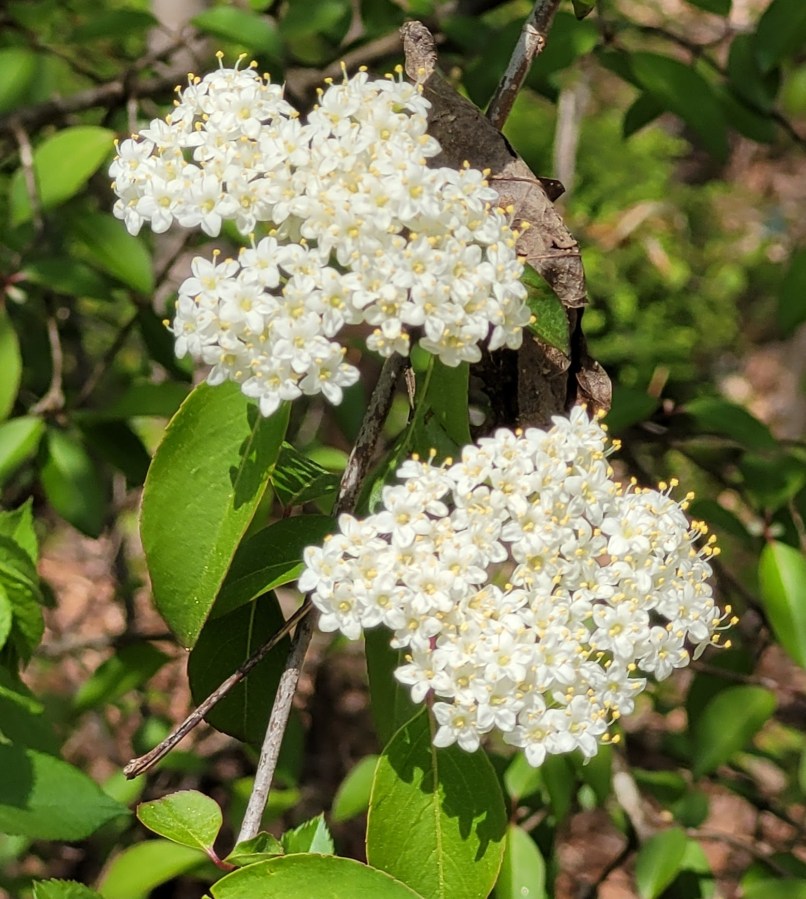 Little white flowers on a bush