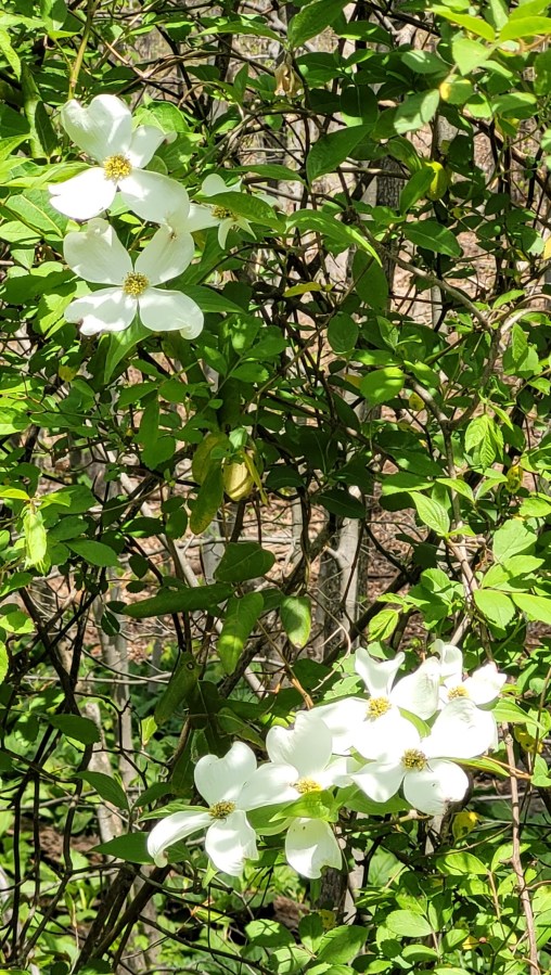 White Dogwood flowers