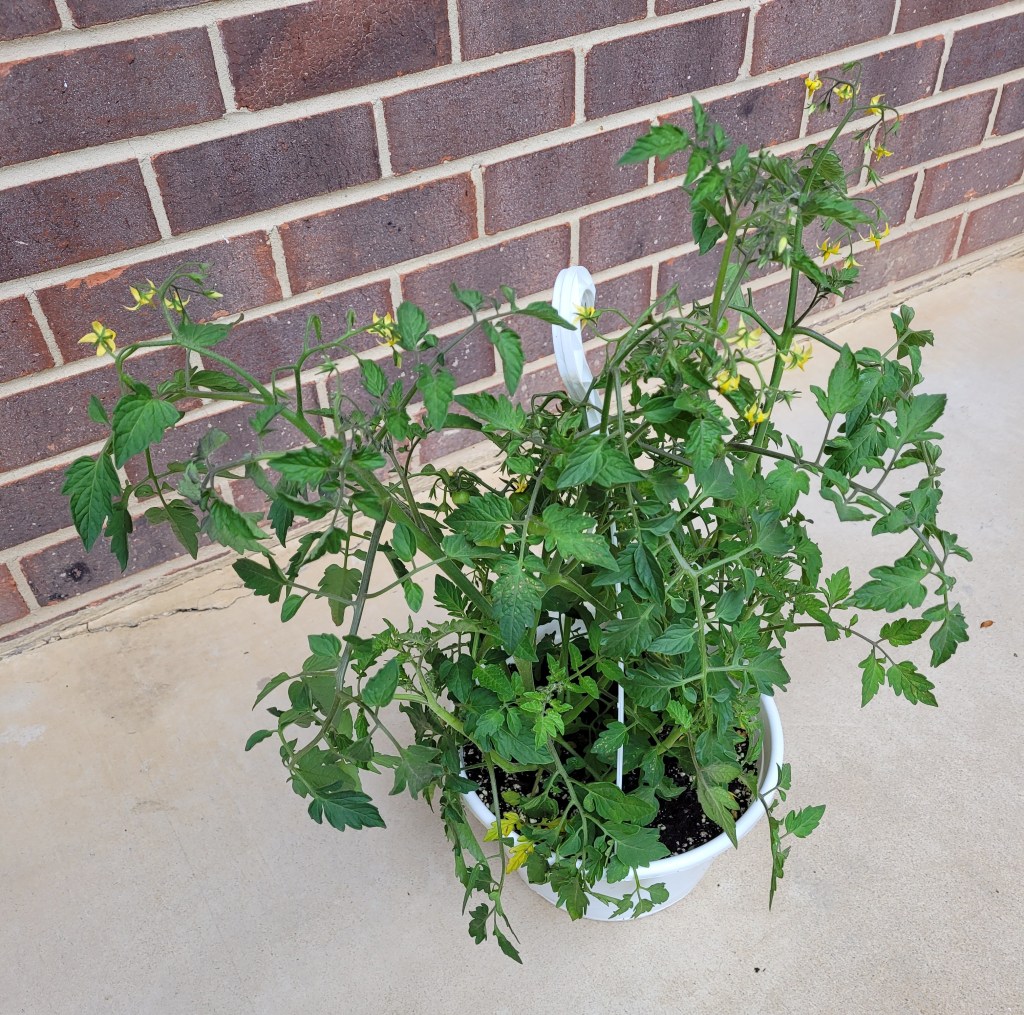 A cherry tomato plant with a few green tomatoes and a LOT of blooms!