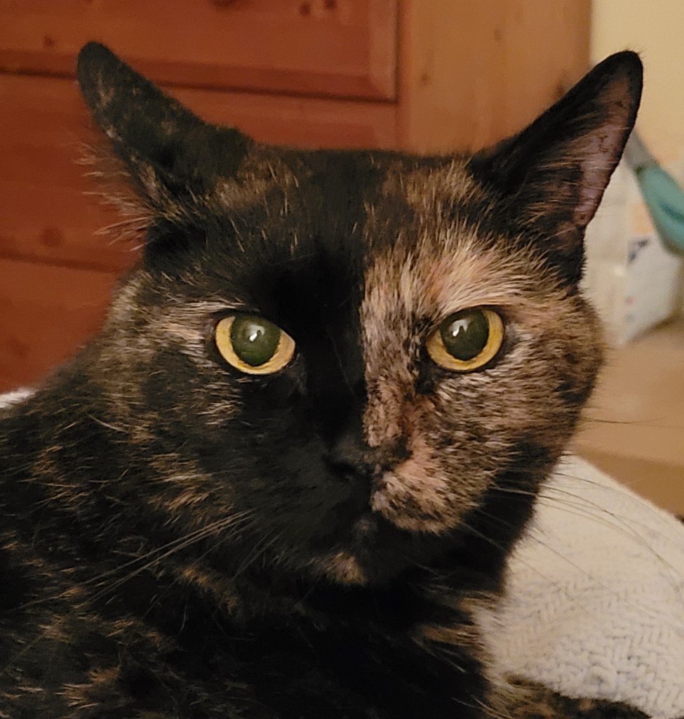 Headshot of Lily, a black & orange tortie cat