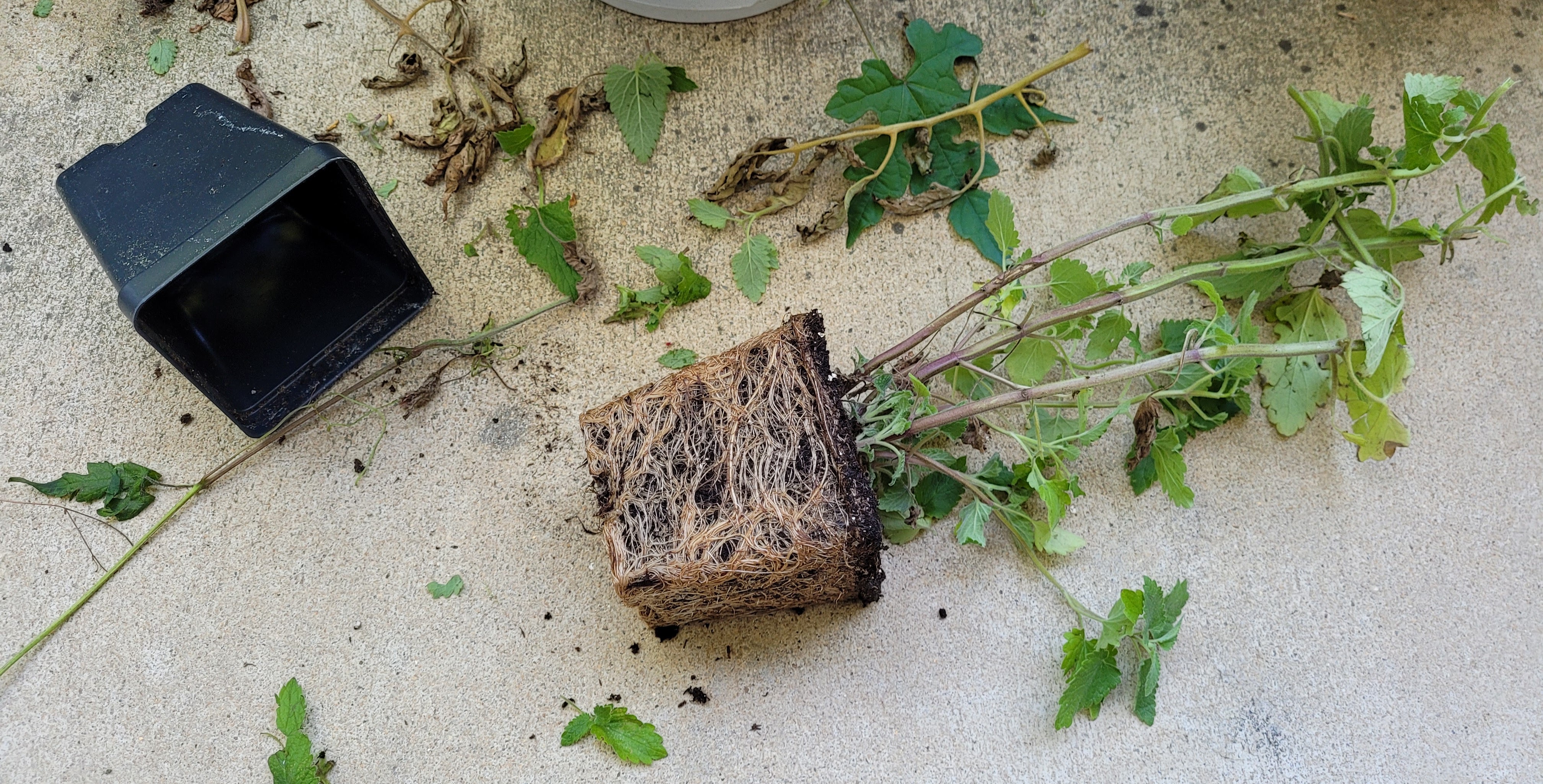 A catnip plant knocked completely outside its pot