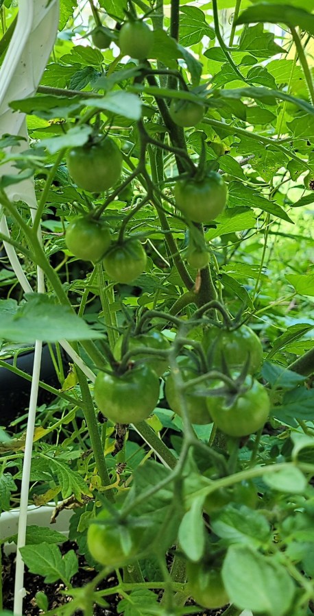 Cherry tomato plant stalk with a cluster of little green tomatoes