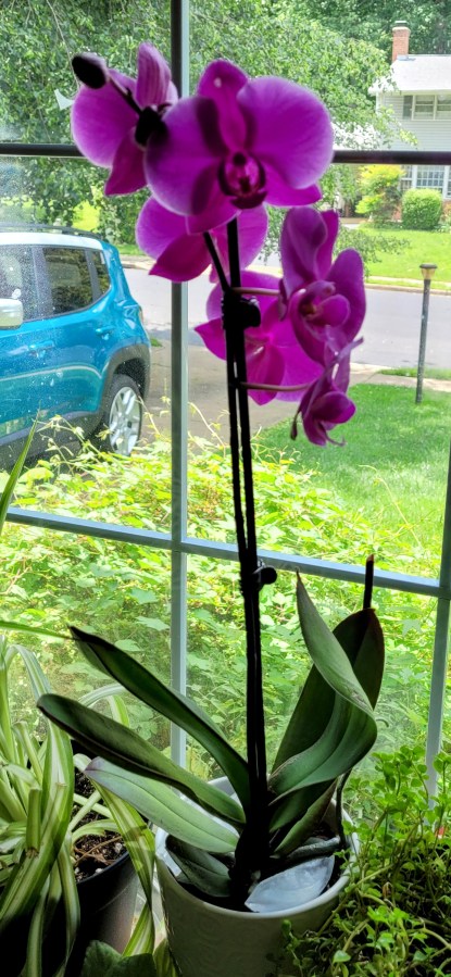 A pretty purple orchid in my front window
