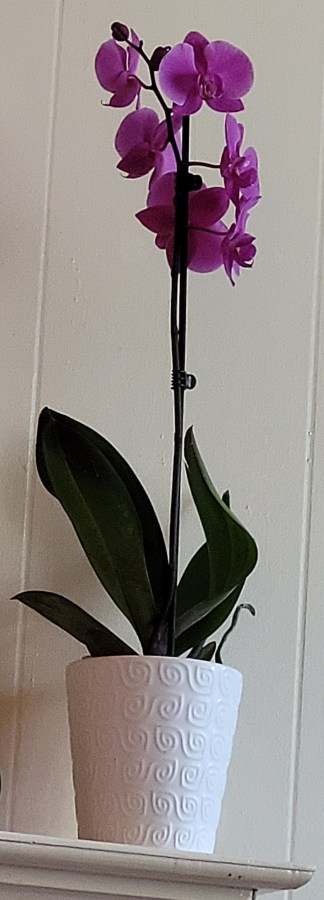 A purple orchid on the fireplace mantle.